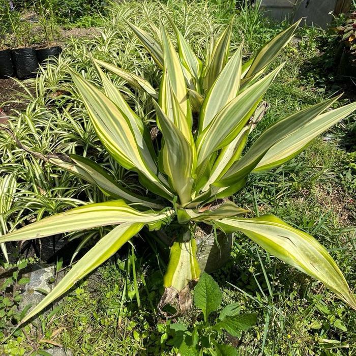 Tanaman hias agave putih varigata // tanaman hias agave