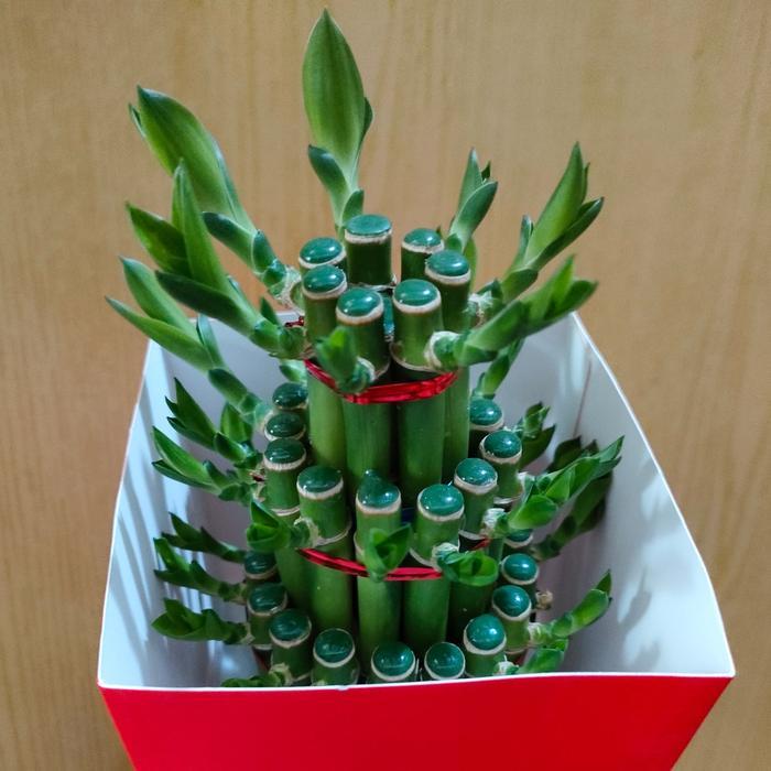 POHON / TANAMAN BAMBU SUSUN 3 / KWAN IM TEK / TANAMAN HIAS / PAJANGAN