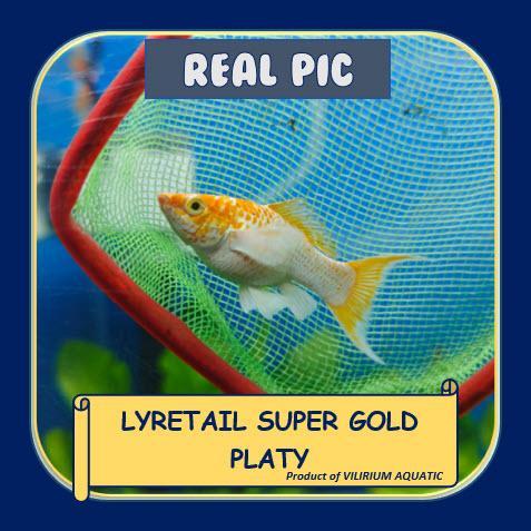 IKAN HIAS AIR TAWAR - PLATY SUPER GOLD EKOR CAWANG / PLATY SUPER GOLD EKOR SABIT / LYRETAIL SUPER