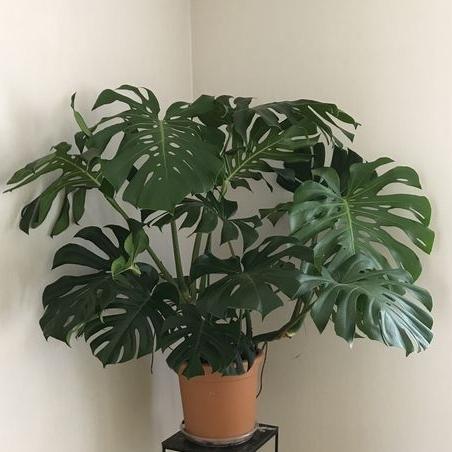 tanaman hias monstera king giant // monstera king jumbo