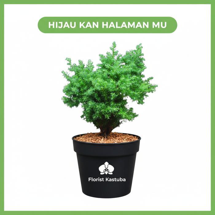 "New" Florist Katusba Tanaman Outdoor Cemara Embun Murah Ukuran 20/30cm Warna Hijau