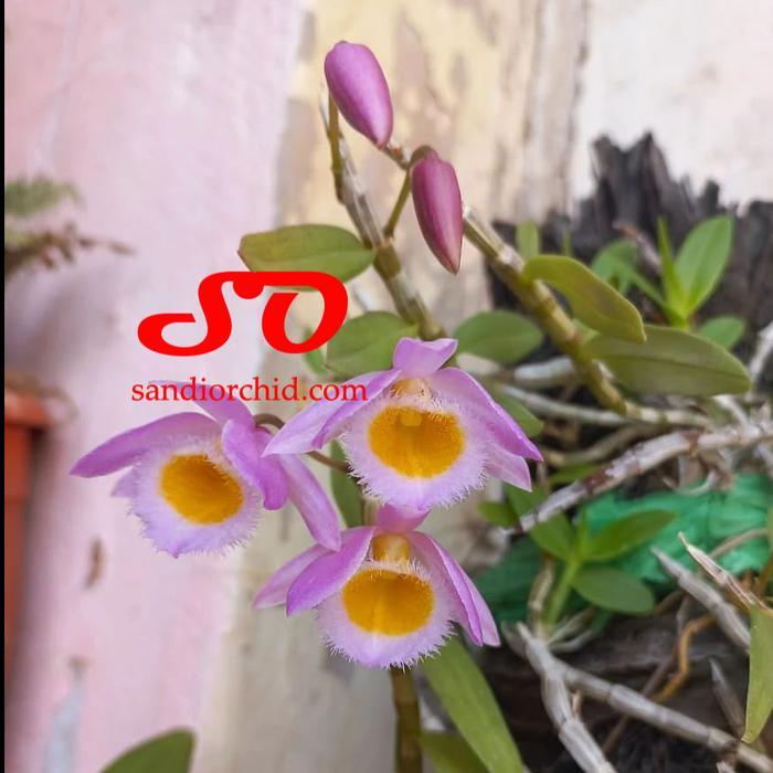 [ DEWASA ] Dendrobium loddigesii - Anggrek Mini yang Wajib Dimiliki Pecinta Dendrobium