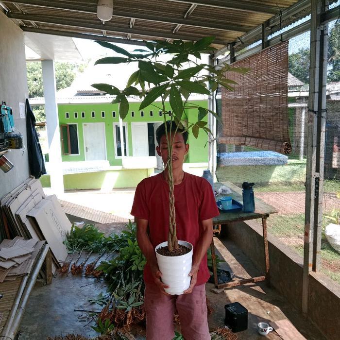 Pachira kepang size besar - pachira - pohon uang - pachira money tree