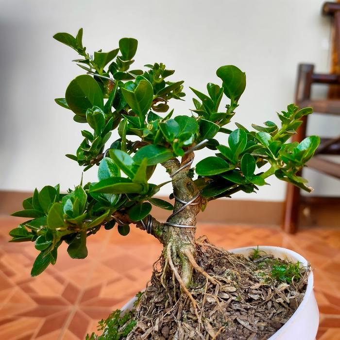 ORIGINAL bonsai shito sancang jadi READY STOCK