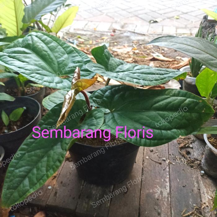 DISKON Anthurium Radicans x luxurians/Anthurium Sirih Kn Remaja READY STOCK