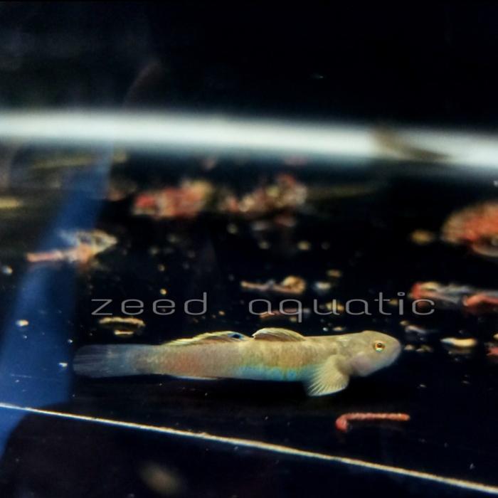 ikan hias aquascape Goby blue belly pembersih algae