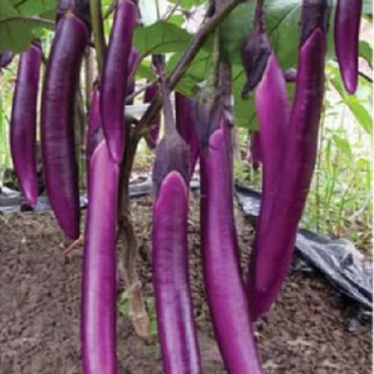 Serasiinspace 300 Biji Benih Terong Ungu Super Lezat F1 Benih Unggul Terong Ungu Welut Panjang 25 Cm