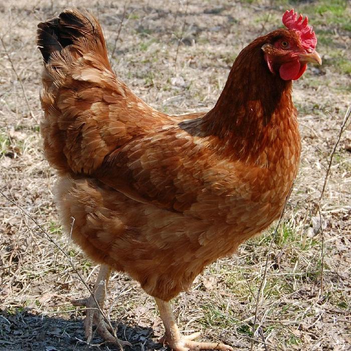 SOLUSI TERNAK KURUS TRYPI (BISA COD) - TINGKATKAN NUTRISI HEWAN ANDA