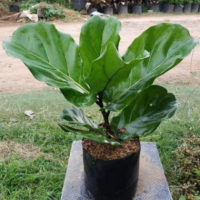 Tanaman ketapang biola - pohon ketapang biola