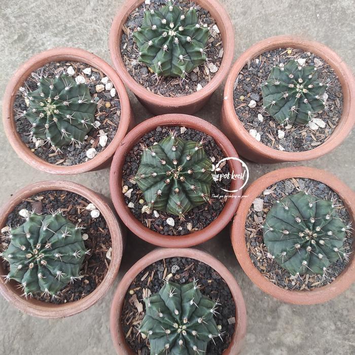 Kaktus Gymnocalycium Hybrid Miha