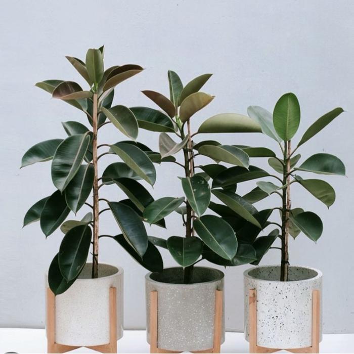 Tanaman Hias Pohon Karet Kebo 1 Meter Ficus Elastica Daun Besar Tebal Ideal untuk Dekorasi Ruangan