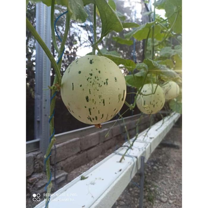 RAJA INDO ORI BENIH F1 Melon SKID ROW 10 GRAM Biji Melon Ekslusif Bibit Melon Premium Renyah Bulat