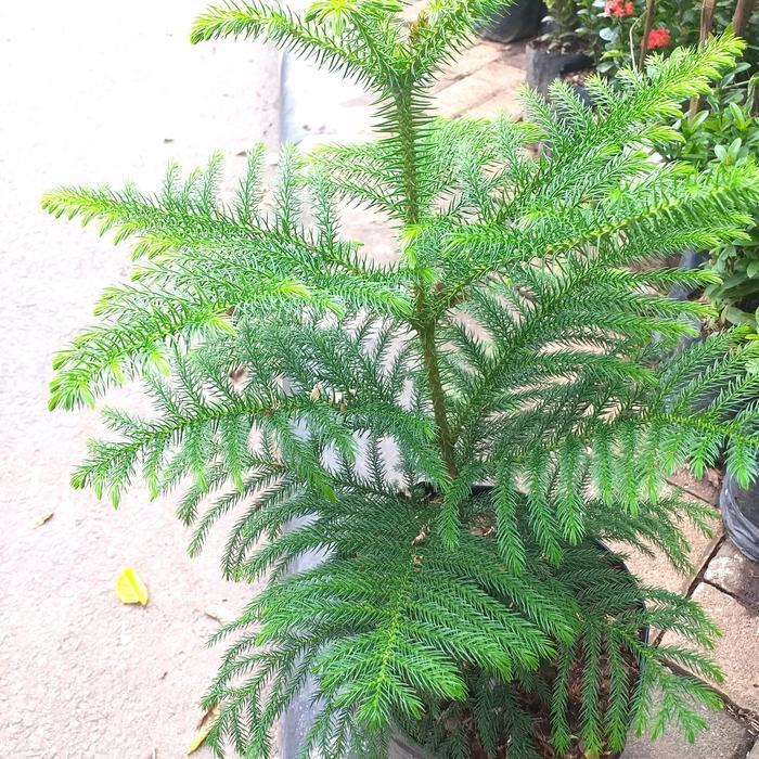 ORIGINAL san Taman Pohon Cemara Maok tinggi 65 cm READY STOCK