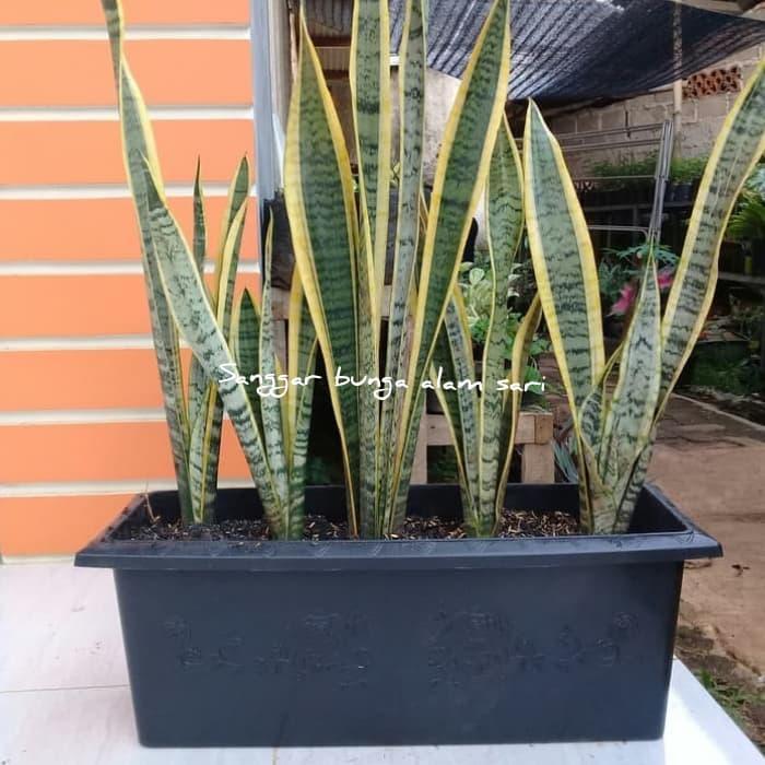 Paket Hemat Lidah Mertua Rimbun + Pot Panjang Murah