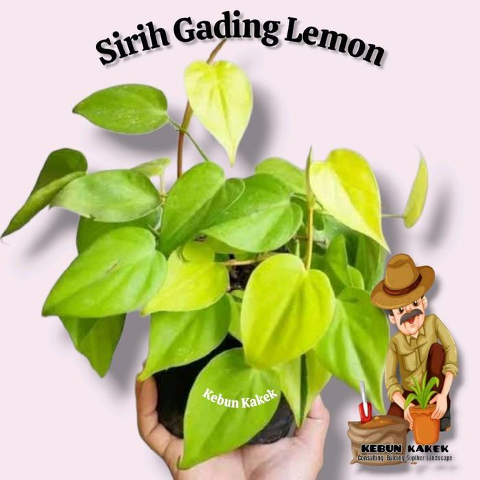 Paket 5 Sirih Gading / Sirih Gading Manjula / Sirih Gading Brazil / Sirih Gading Enjoy Sirih Gading