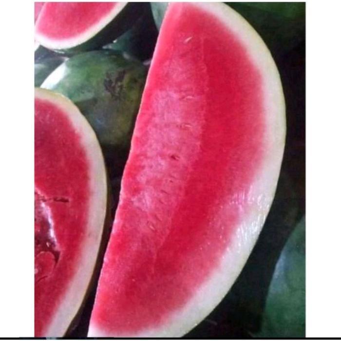 Exp 2026 Benih Di Jamin Ori Benih Bibit Semangka Non Biji Juve Beli6 Gratis1 2196 Redy Stok Isi 300