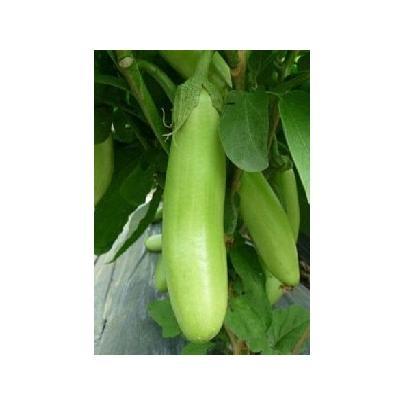 isi 20 Benih Biji Bibit Lokal Unggu Terong Hijau -- grosir