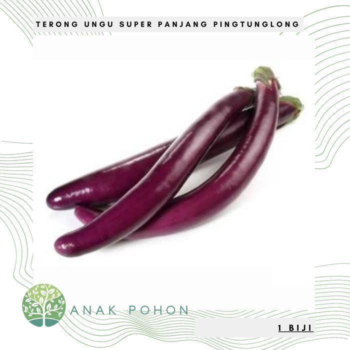 Growterra Farm TERONG UNGU PINGTUNG LONG PANJANG F1 HIBRIDA