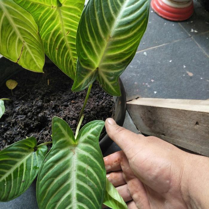 Premium Tanaman Hias Keladi Zebra/Lideni Anthasoma Original