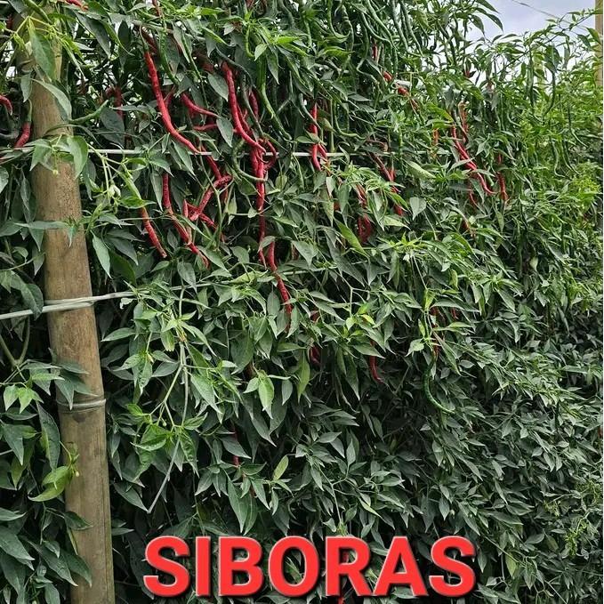 10 gr Bibit Cabai Merah Keriting Lokal Siboras