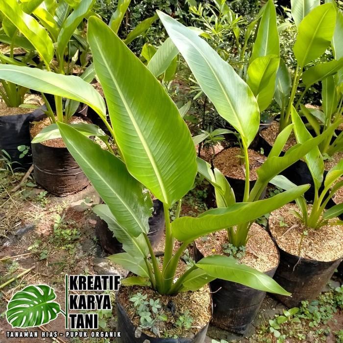 Tanaman hias pisang kipas / Tanaman pisang kipas