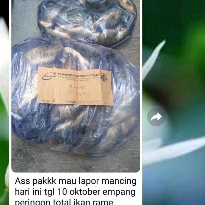 Adiksi Essen Umpan Ikan Mas Terbaik