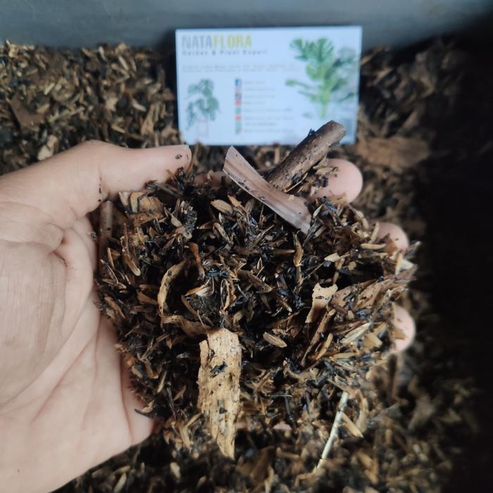 media tanam aglonema fermentasi siap pakai