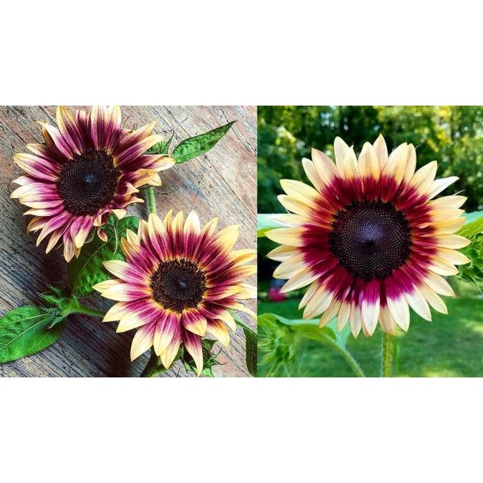 "New" Benih-Bibit Bunga Matahari Strawberry Blonde F1 (Haira Seed)