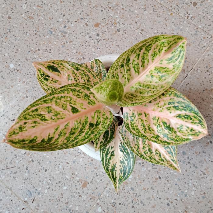 Stok Baru aglonema widuri orange