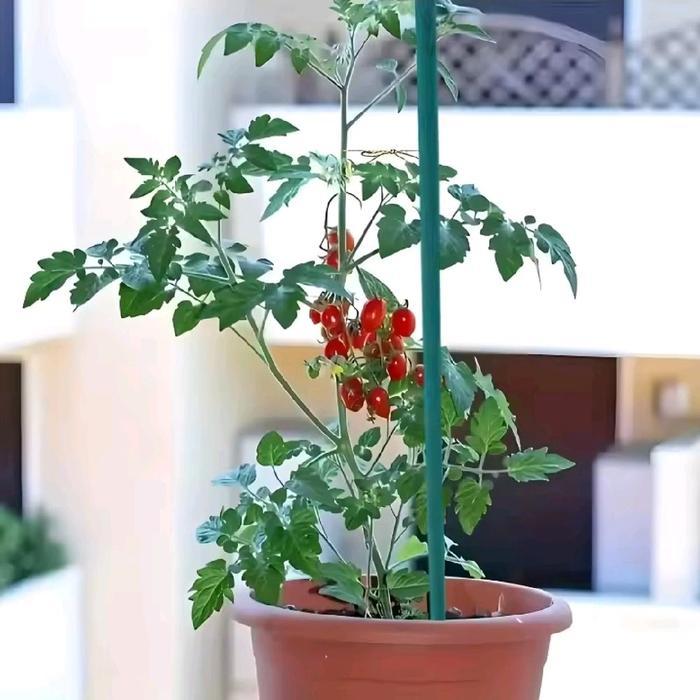 Ajir tanaman modern plant stake 11 x 1500mm Hijau Plastik ajir 150cm rambatan tanaman tiang besi