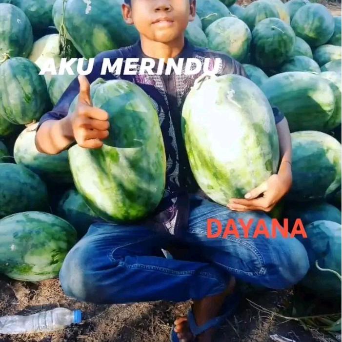 Serasiinspace Benih Bibit Semangka Non Biji Dayana F1 (Bonus Kaos Eksklusif) Bentuk Oval (Tipe