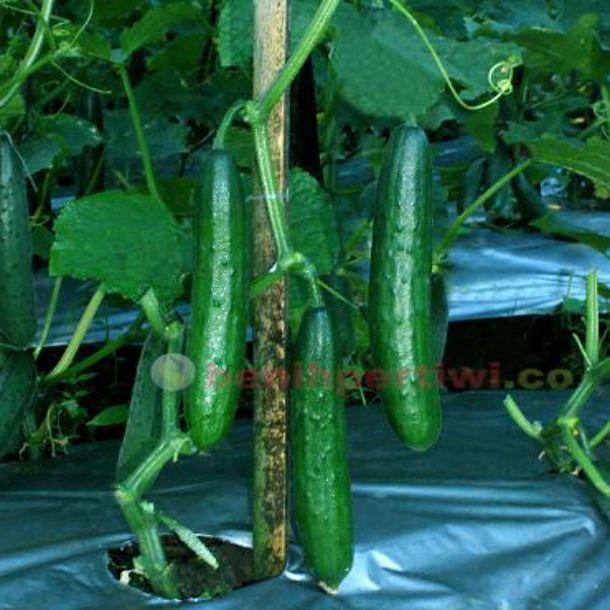 Benih Timun Mentimun Jepang EXPO Isi 10 gram Benih Pertiwi