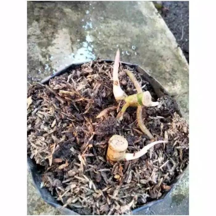 "New" Bonggol aglonema Goliat Merah Indukan Jumbo