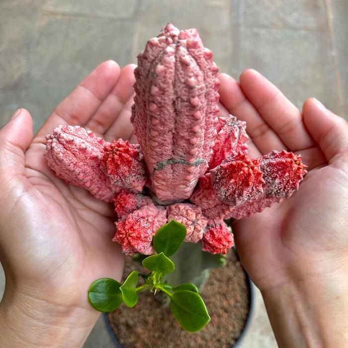 TerbaruBest Seller Euphorbia Abdelkuri Cv Damask