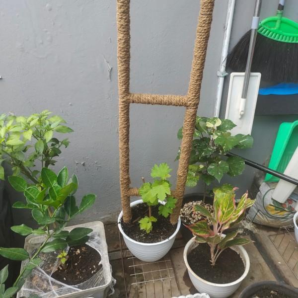 Turus penyangga, penyangga tanaman tangga 100cm dan 150 cm