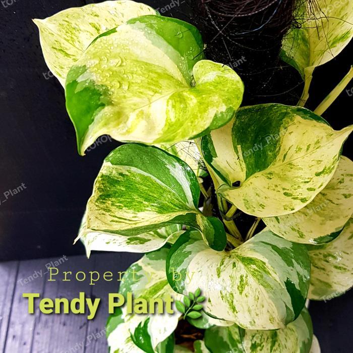 Sirih Gading Manjula,Manjula Pothos,Besar, turus+lumut hidup Tanaman