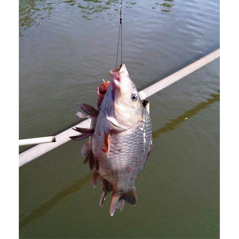 Rangkaian Kail Ikan Mas Cabang 2 Isi 2Pcs / Kail Cabang 2 ikan Mujair Mas Pancing