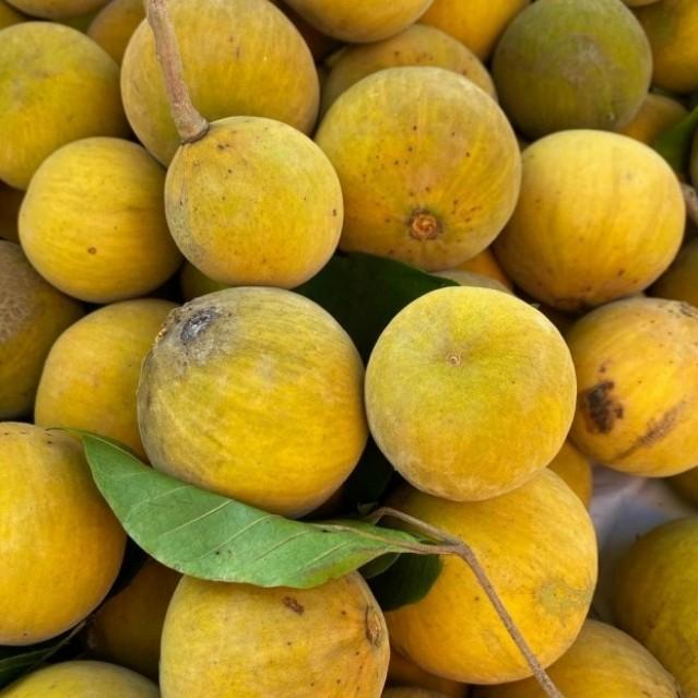 pohon kecapi tinggi 3 meter