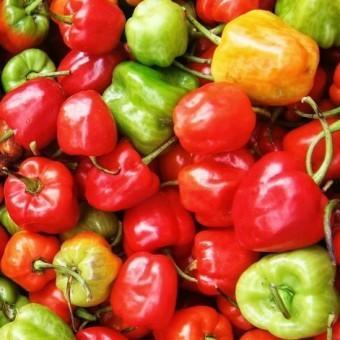 ------] Bibit Benih Biji Cabe Katokkon (Cabe Toraja)