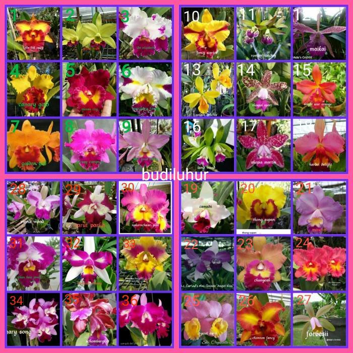 anggrek cattleya remaja bunga besar