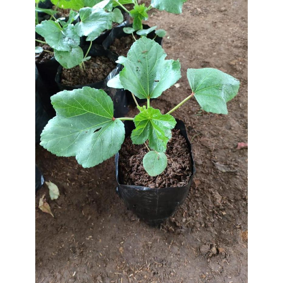Serasiinspace Bibit Tanaman Okra Hijau - Bibit Sayur Okra Hijau Siap Tanam