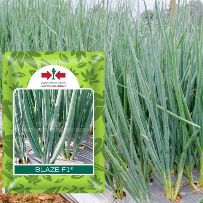 100 Biji Daun Bawang Blaze F1 Benih Daun Bawang Bibit Daun Bawang Benih Sayuran