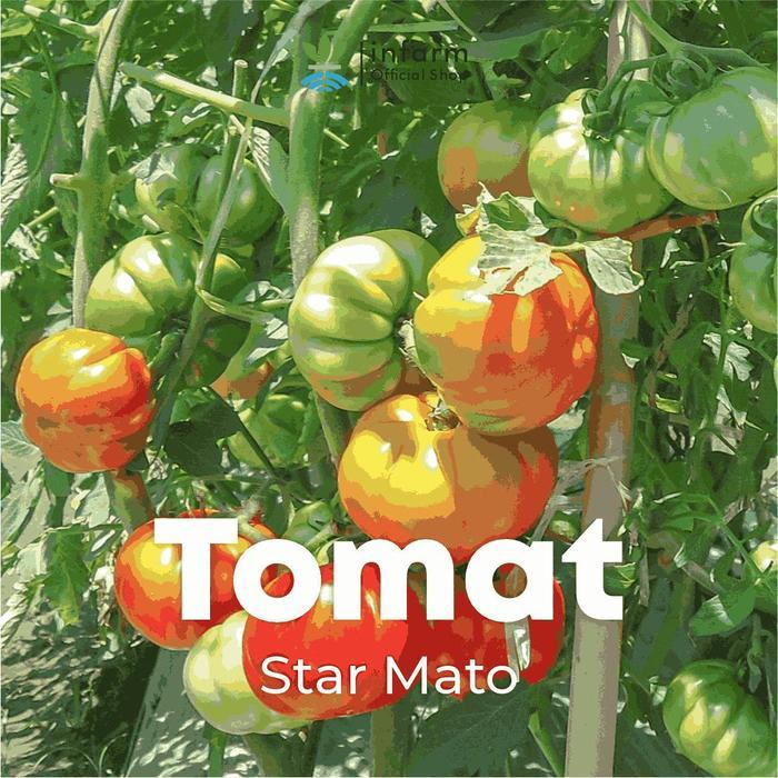 Infarm - Bibit Premium Tomat Star Mato Benih Tomat Biji Tomat Bibit Tomat Mawar Merah, Hijau Cepat