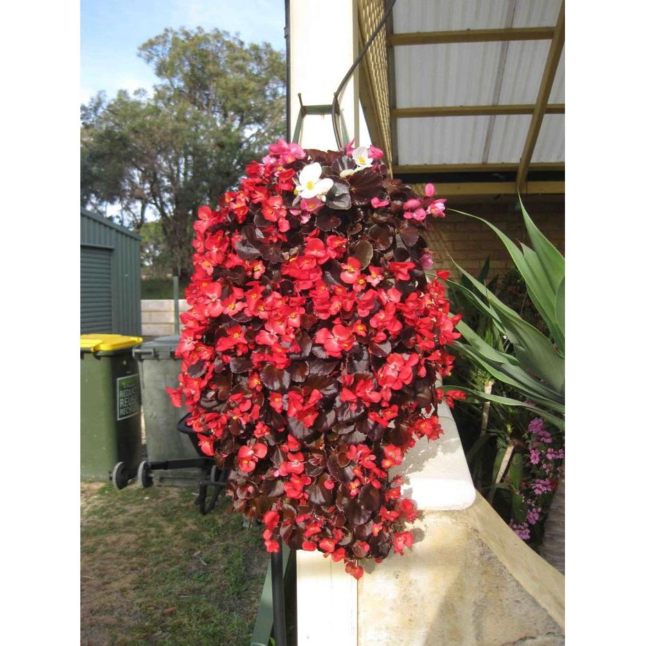 Plant Pouch 8 Slit easy grow