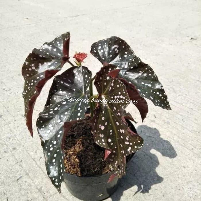 Tanaman Bunga Begonia Moca + Pot