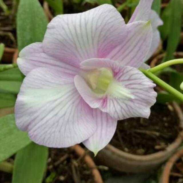 Dendrobium Indigo Blue Pra Dewasa