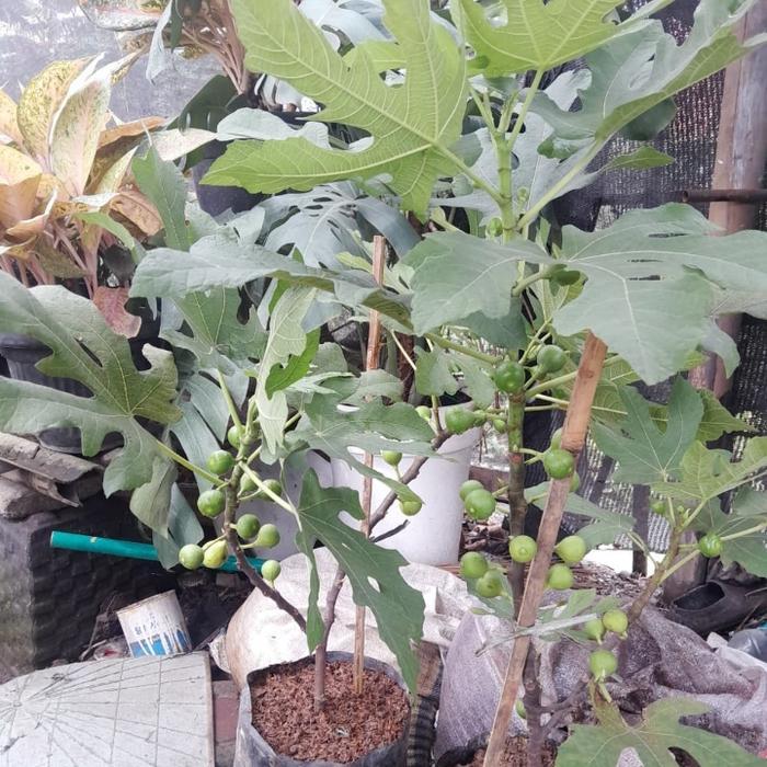 BIBIT TANAMAN BUAH TIN SUDAH BERBUAH
