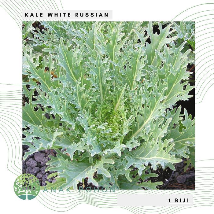 Growterra Farm KALE WHITE RUSSIAN SEEDS - IMPORT