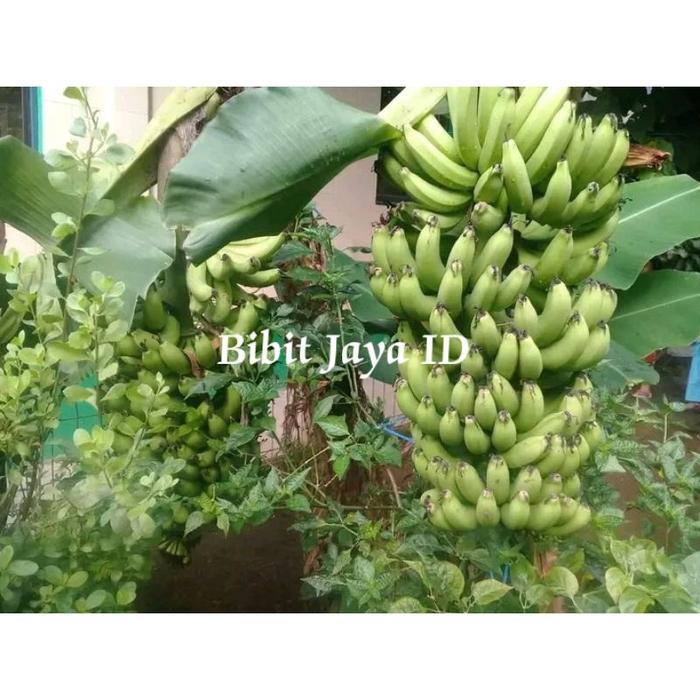 Bibit Pisang Morosebo Unggul