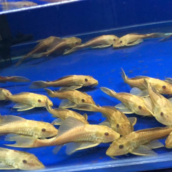 ikan sapu sapu albino